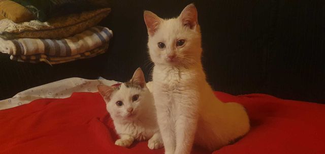 Oddam piękne białe kotki- tylko razem!