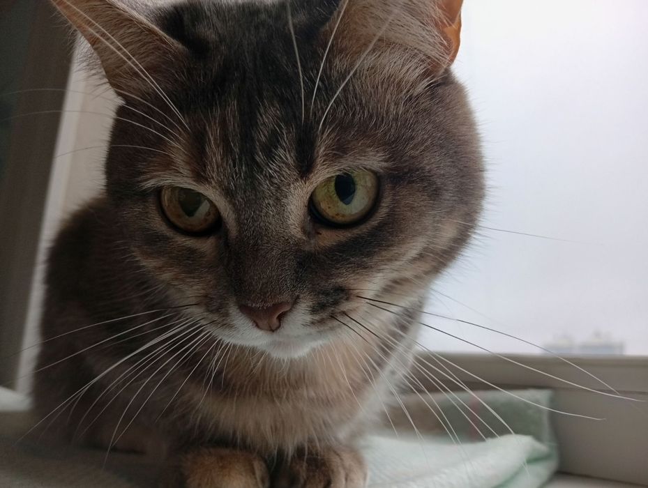 Кішка дівчинка 3 роки