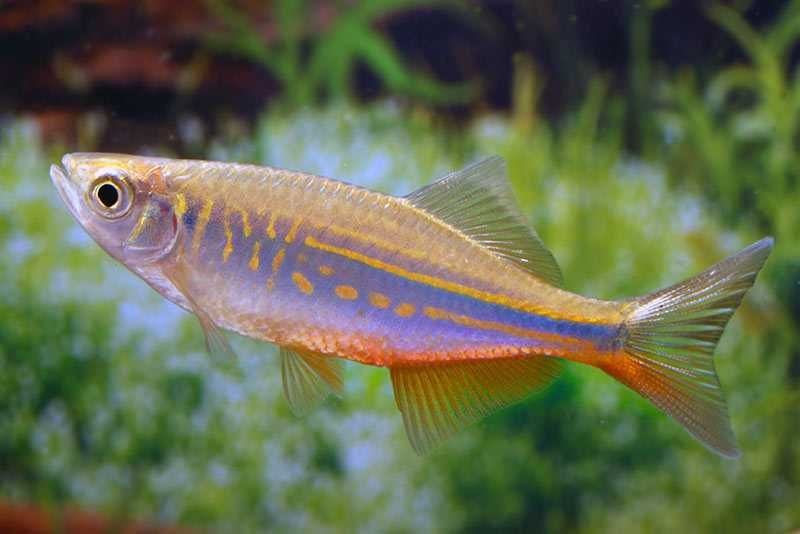 GB Danio Malabarski, Danio Malabarskie