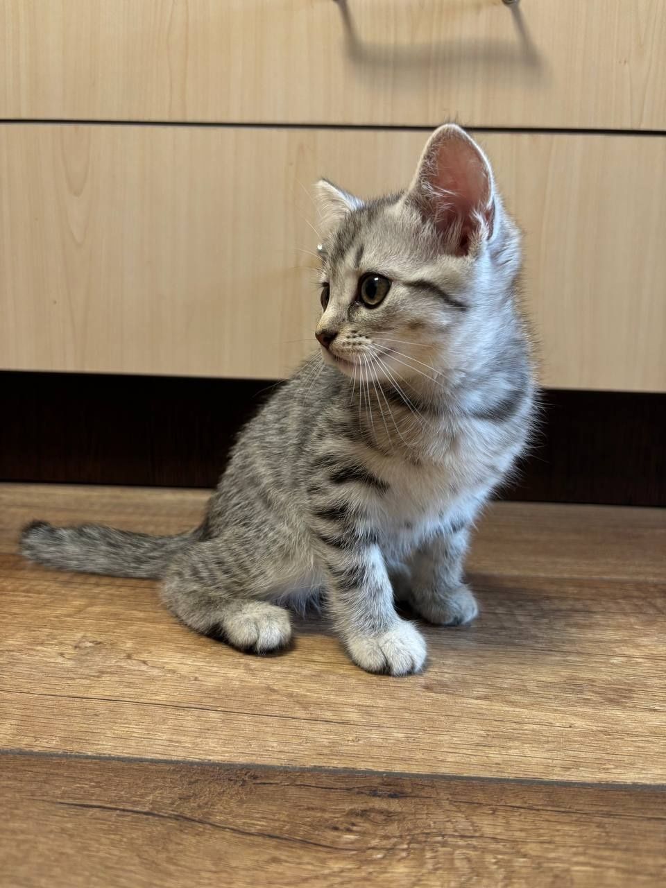 Шотландский прямоухий котёнок