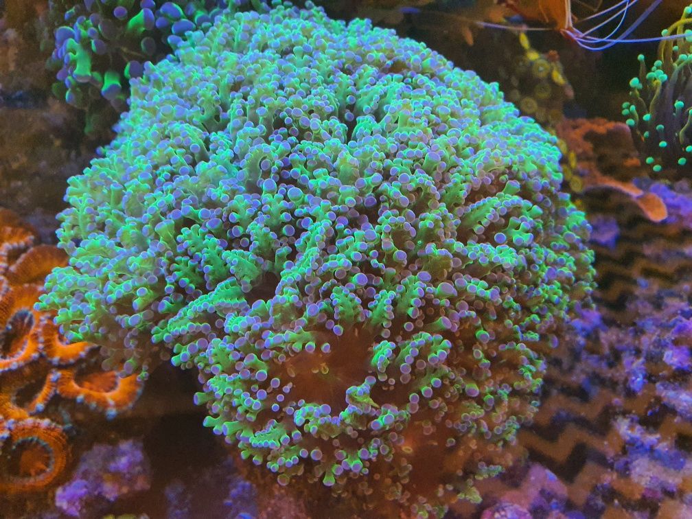 Euphyllia Paradivisa Green