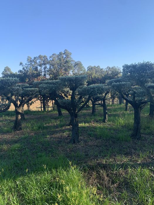 Oliveiras selecionadas