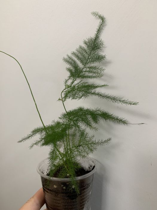 Аспарагус перистий, аспарагус Шпренгера, папороть