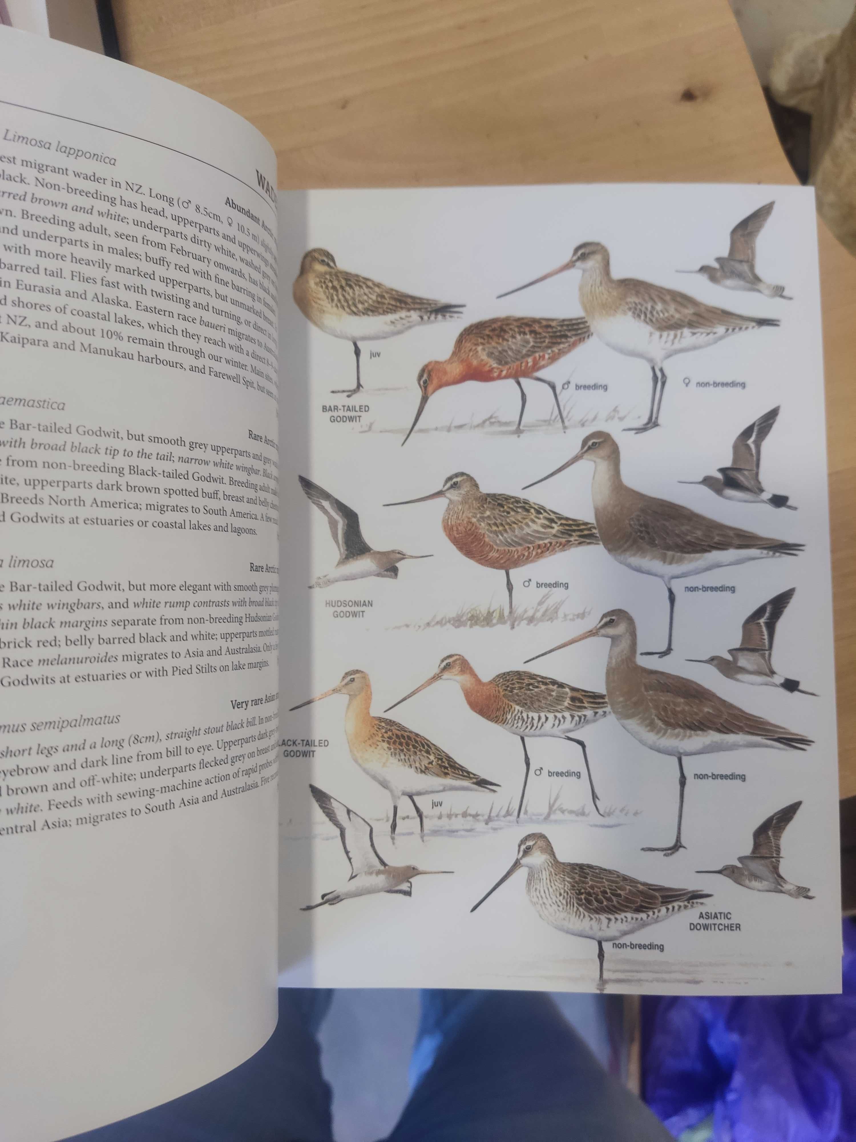 The field guide to Birds of New Zealand - Barry Heather Hugh Robertson