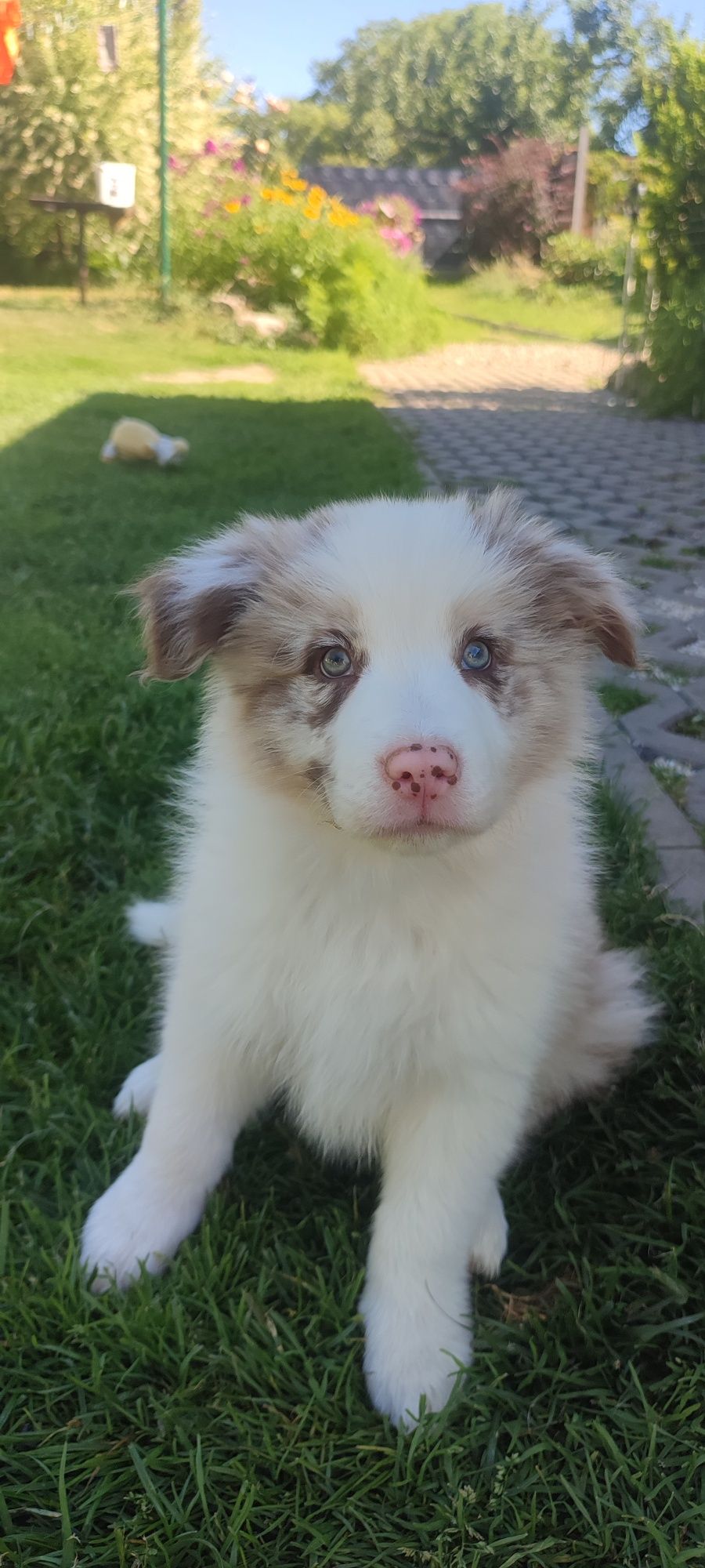 Border Collie cudowny chłopiec .