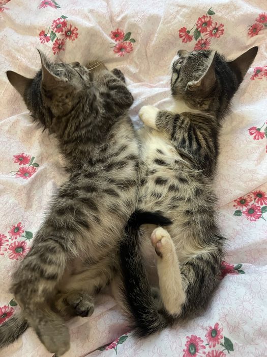 Dwa małe kotki szukają domku