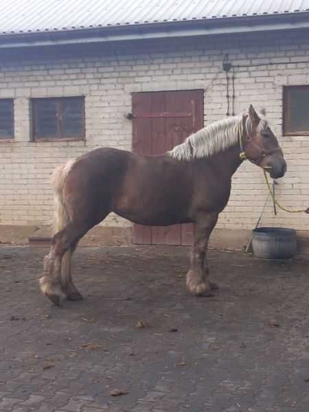 Zmieni właściciela