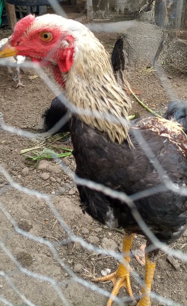 Galo índio gigante