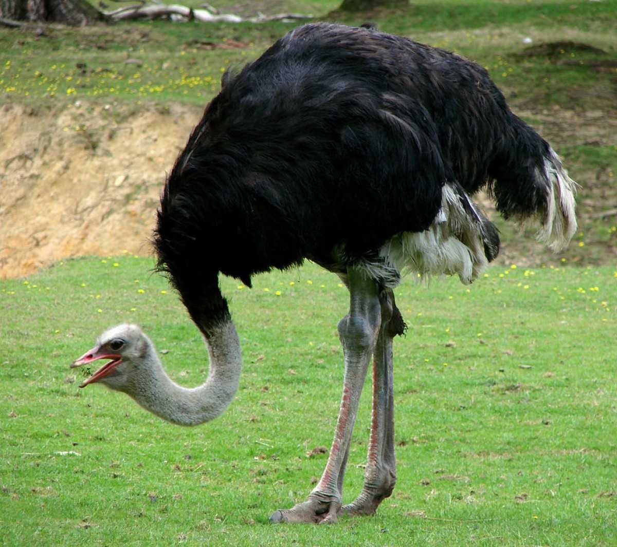 struś strusie większa wydajność nieśność karma