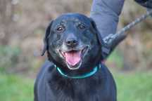 Niki w typie labradora do adopcji