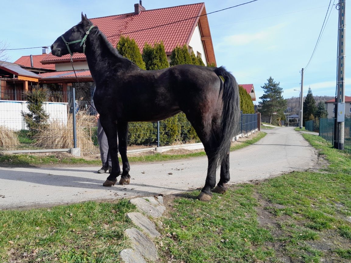 Wałach  12l 185cm zaprzeg  siodło