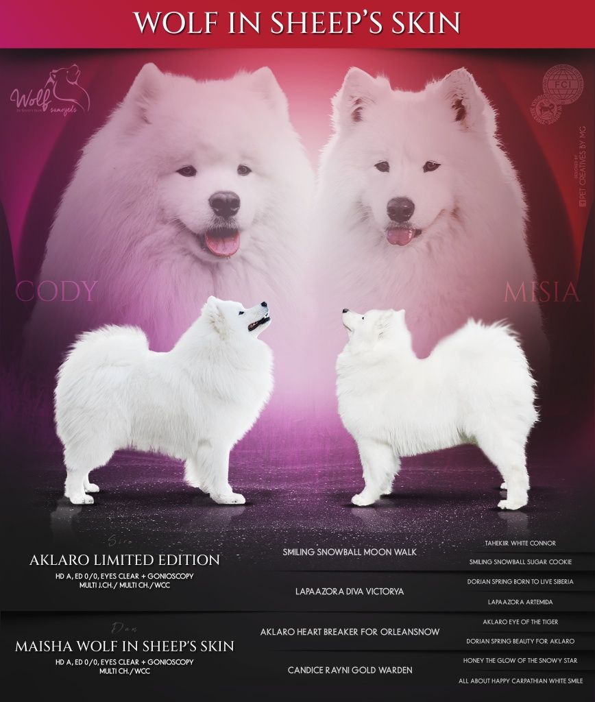 Samoyed ZKwP Ostatnia Suczka  gotowa do odbioru