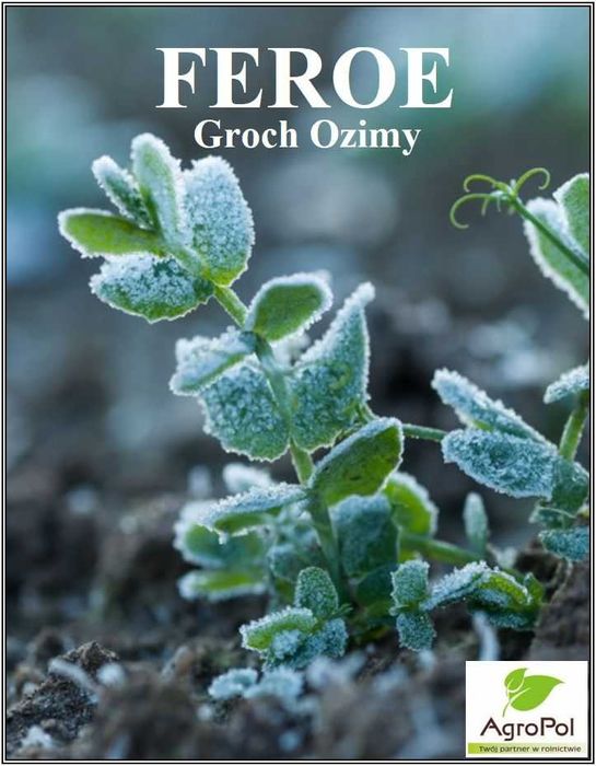 Groch Ozimy FEROE - Rewelacyjny Plon Bardzo Wysoka Zimotrwałość