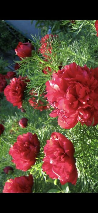 Піон-воронець, саджанці