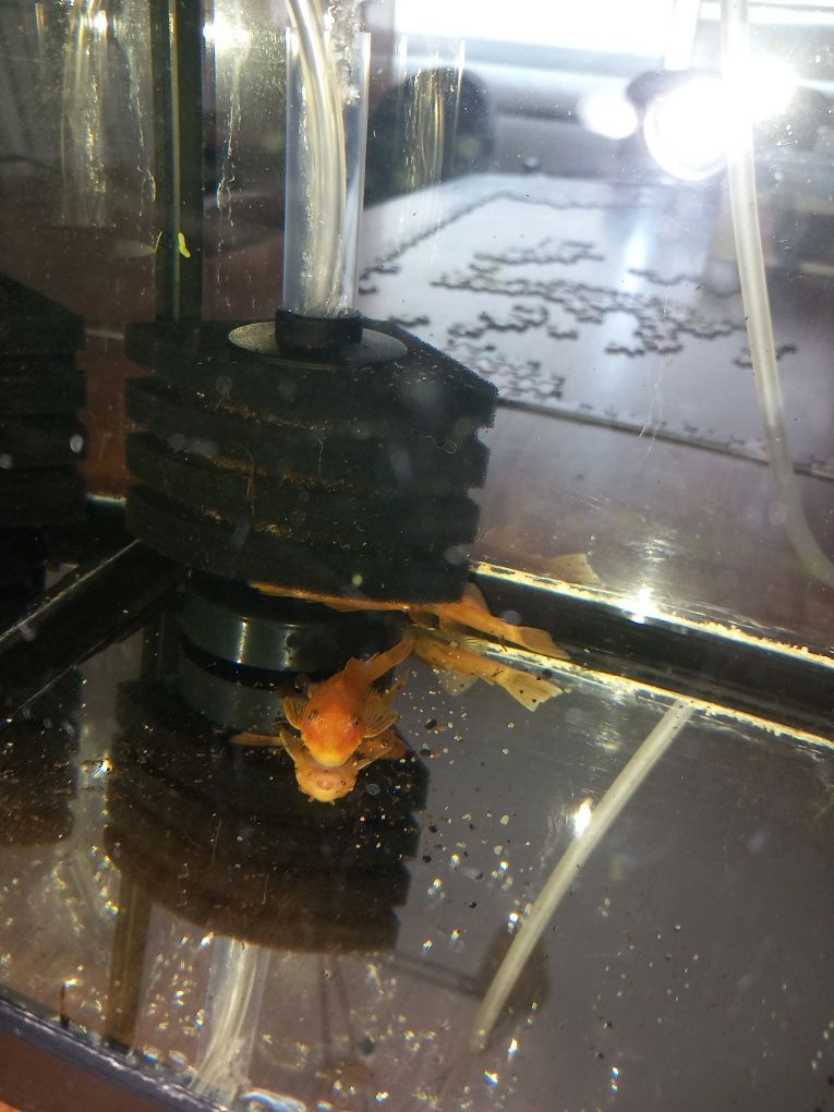 Vendo ancistrus red