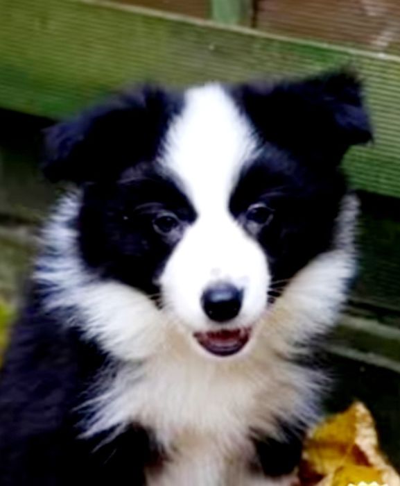 Border collie preta e branca Femea