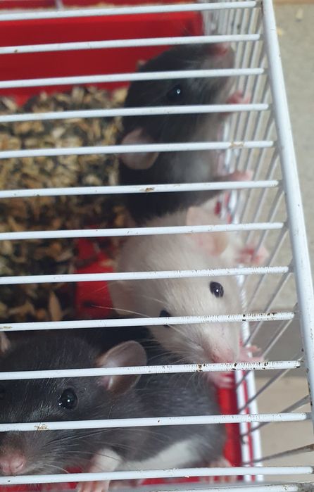 Крысята дамбо  ,ждут свои ручки.