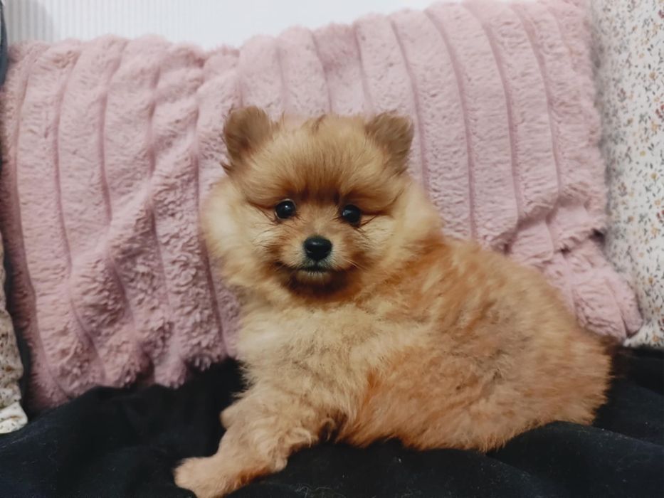 Szpic miniaturowy Pomeranian