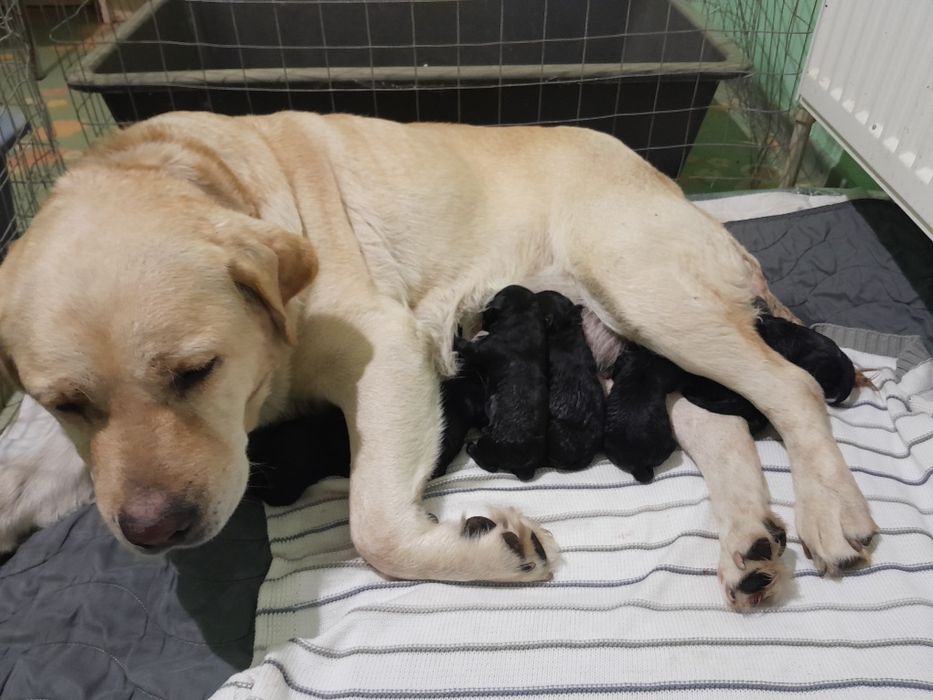 КСУ лабрадорчики