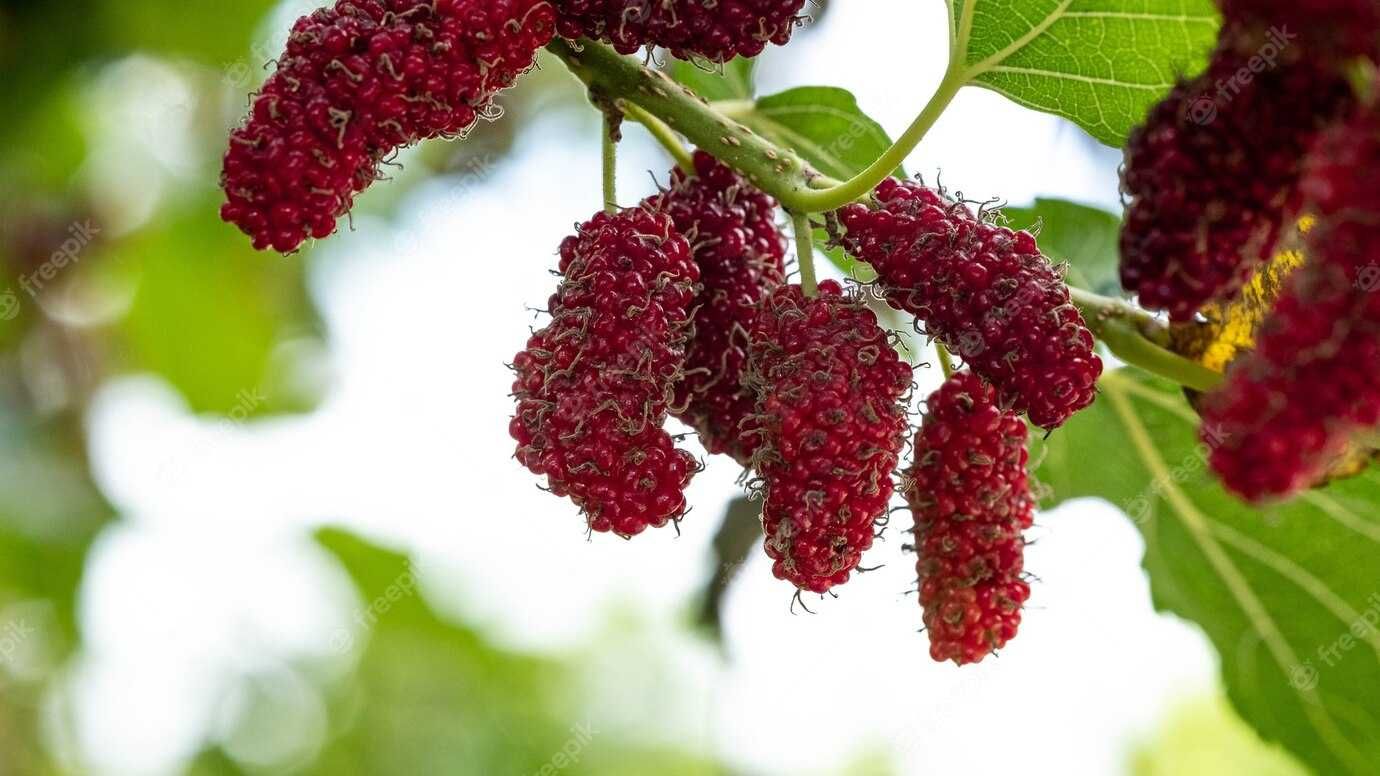 Plantas e  Frutas Tropicais