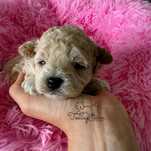 Bichpoo, pudel toy chiny,  maltipoo, bichon frise