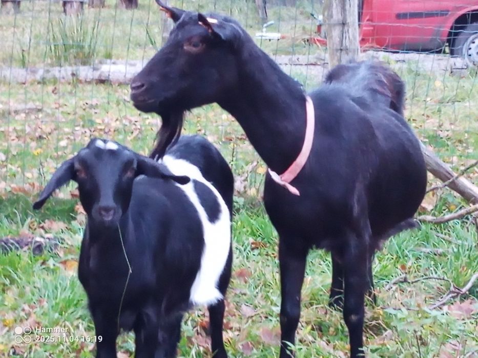 Kózka 50% anglonubijska po mlecznej matcej