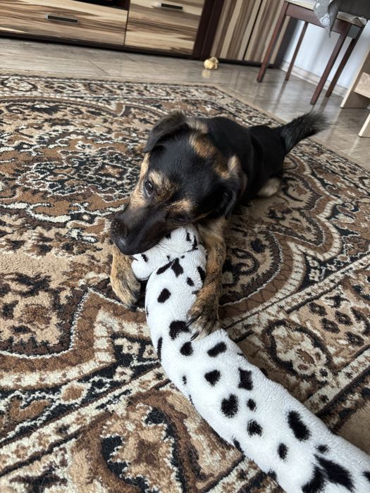 Piesek w bardzo dobre ręce