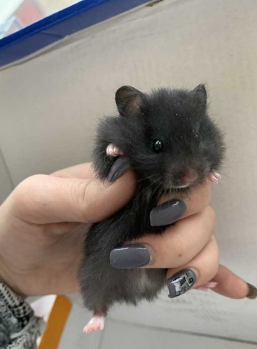 Продам красивого  ангорка,сатин  и др