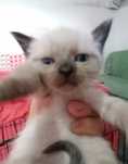 Misty - gatinha bebe para adoção responsável