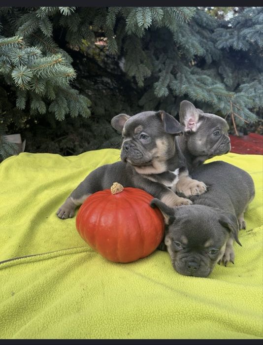 Французи дівчинка , хлопчик голубий окрас