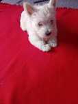 Sunia West Highland  White Terier