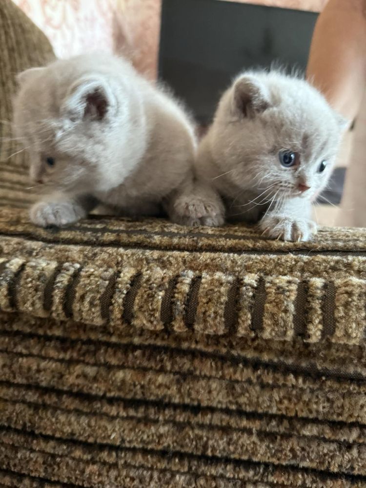 Шотландські кошенята