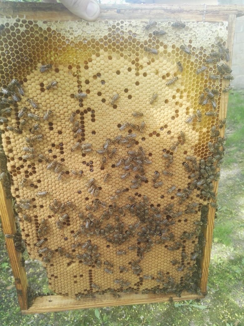 Rodziny pszczele, bez uli. Warszawskie poszerzane, wielkopolskie
