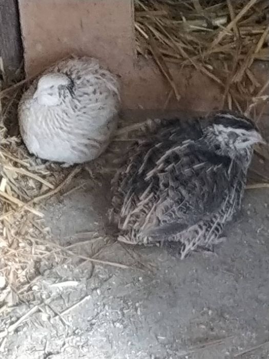 Przepiórki na sprzedaż