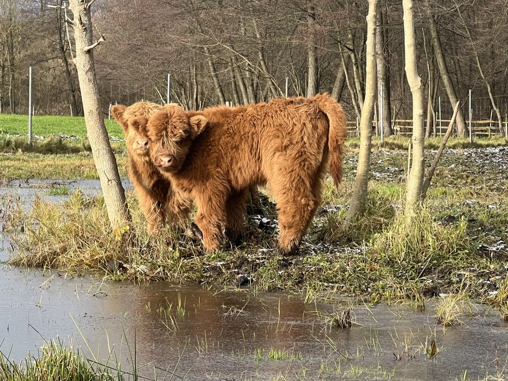 Szkockie jałówki oraz byczek Highland Cattle