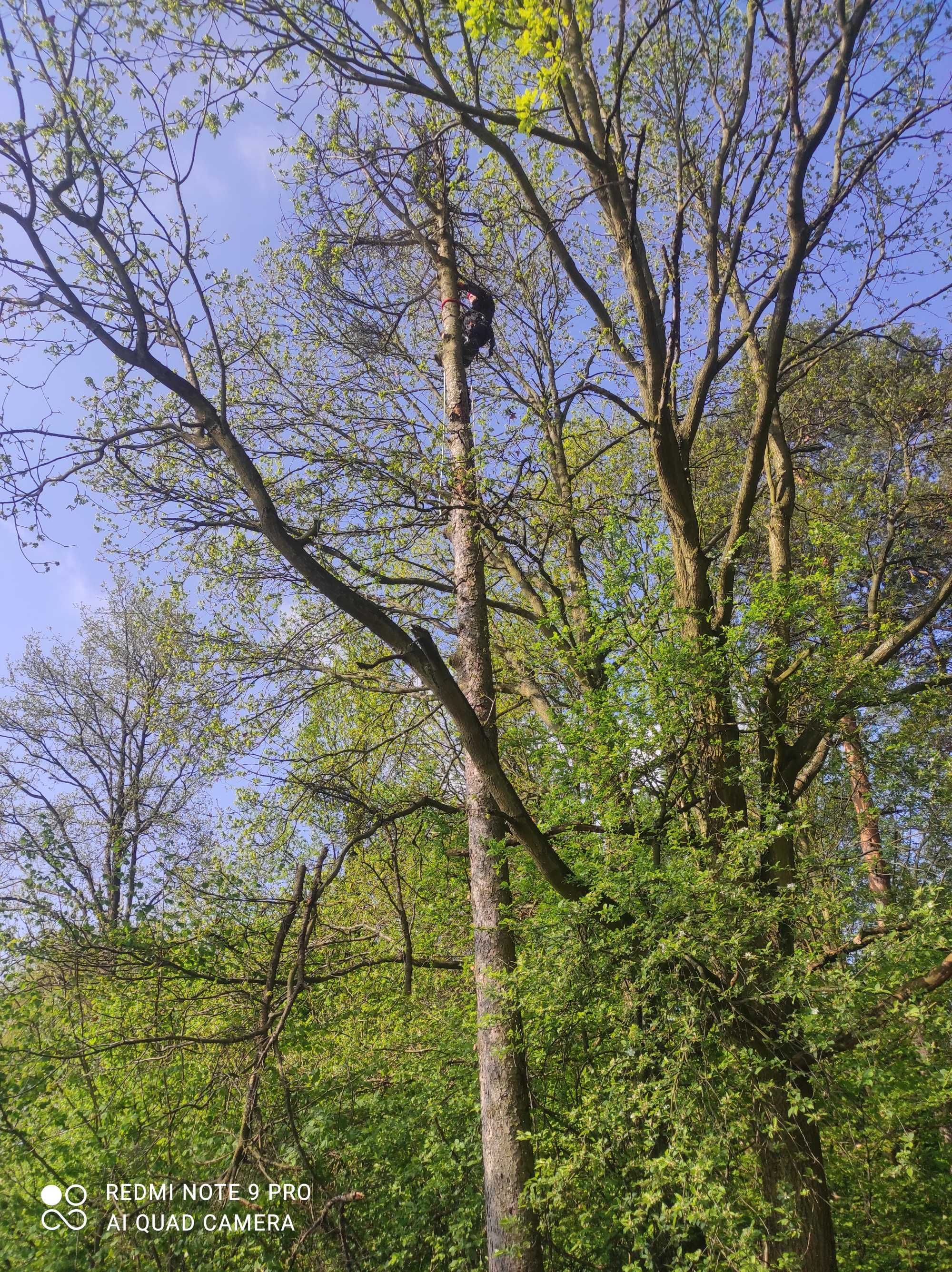 Wycinka i pielęgnacja drzew - metodą linową,mielenie gałęzi , żywopłot