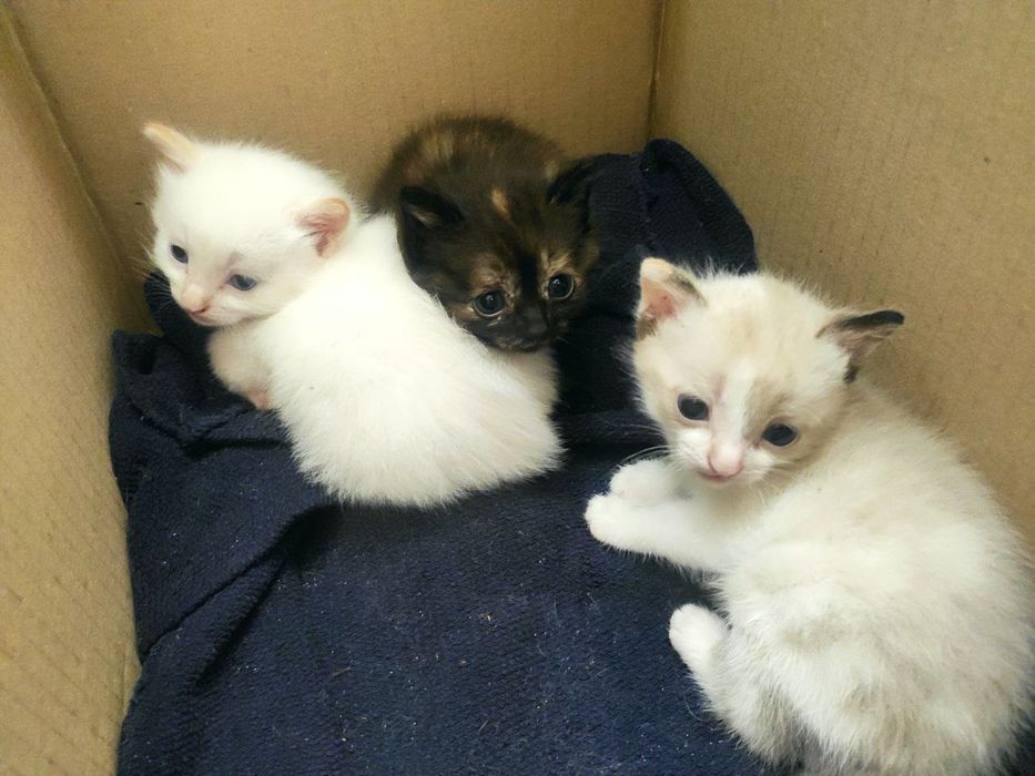 Віддам котиків в добрі руки