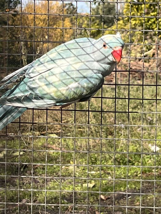 Ring Neck recessivo 2025