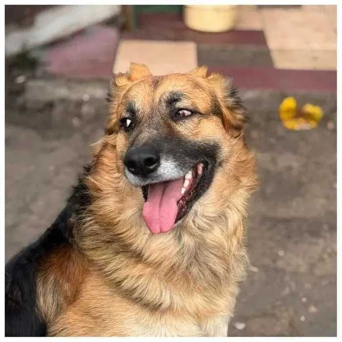 Ищет дом! Красивый активный пес