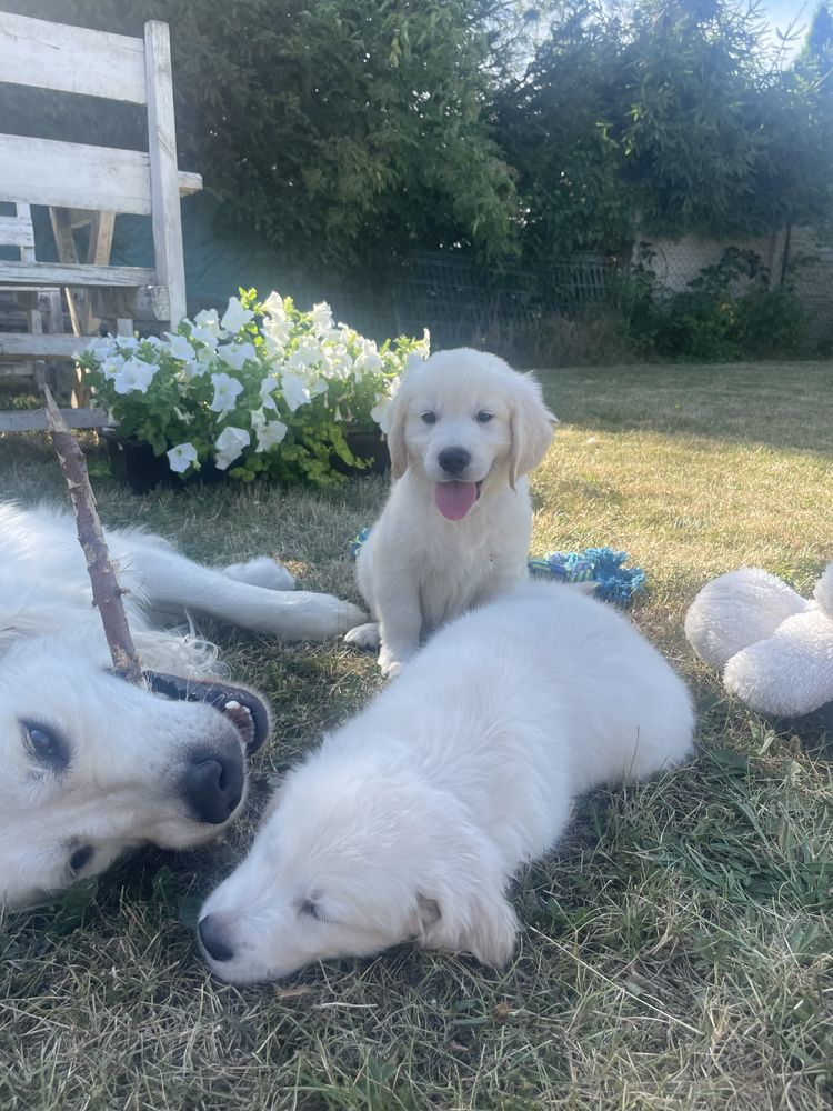 Golden Retriever- cudowna sunia!