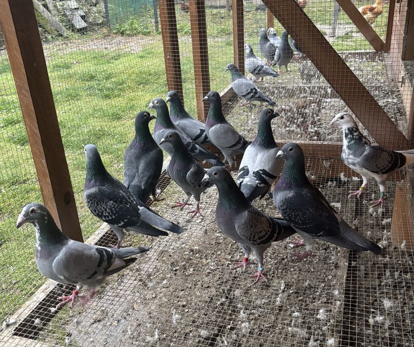 Gołębie pocztowe golebie