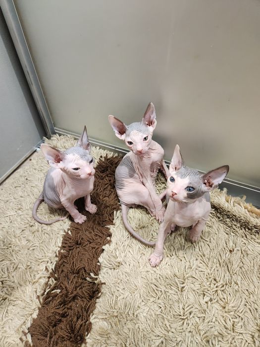 Котята Донский сфинкс