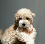Wyjątkowa sunia Maltipoo.