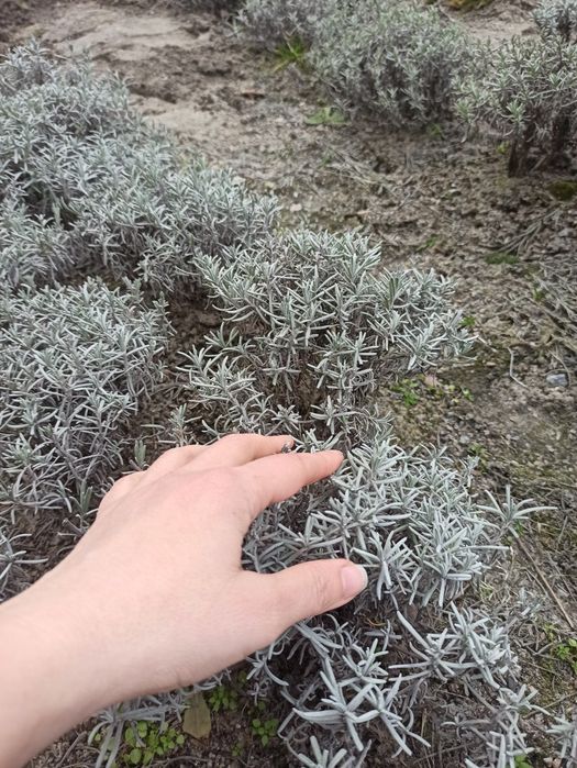 Лаванда_кусты лаванды_юкка