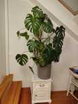 Duża Monstera do sprzedania