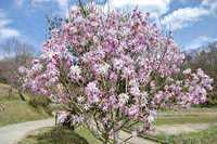 Magnolia Kobos doniczka P9