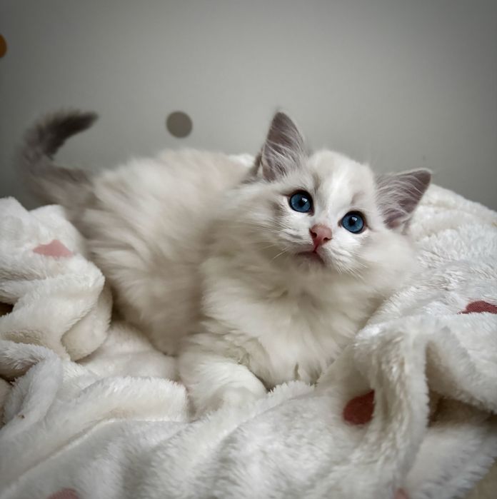 Kotka Ragdoll po European  Championie