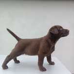 Labrador retriever czekoladowy
