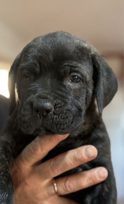 Cane Corso Italiano.