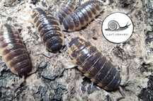 Porcellio ornatus chocolate isopody prosionki pakiet 10 szt